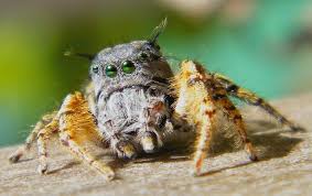 Many survival blogs suggest that an average person can survive for somewhere from two days to a week without liquids, but that's a rough estimate at best. The Jumping Spider Jumping Spider Spider Spider Species
