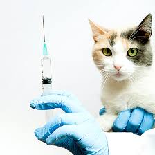Our veterinarians will do everything they can to ensure your pet remains healthy. Our Services Affordable Animal Hospital