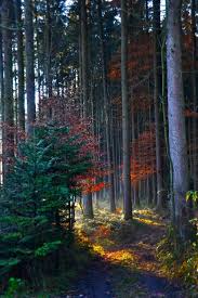 Facebook gives people the power to share and makes the. Mix Any Number Of Rss Feeds Into One Unique New Feed Forest Landscape Landscape Fall Photography Nature