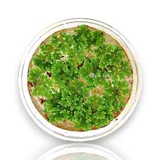 Image result for Azolla