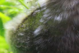 I tried a toothbrush (brushing or twisting) and the algae usually stays on the leaf. What Is The Black Hair Algae And How To Get Rid Of It