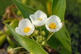 Image result for Alismataceae