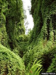 Image result for Lygodium microphyllum