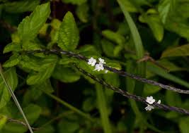 Image result for Stachytarpheta cayennensis
