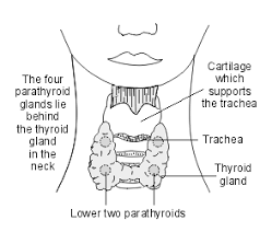 Image result for Hyperparathyroidism