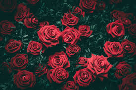 She was revealed as the fourth and final member of blackpink on june 22, 2016. Rose Petals Soft And Beautiful By Gila Nehemia The Creative Cafe