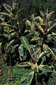 Image result for Ficus scassellatii