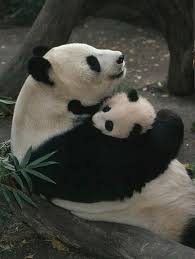 Pin By Byron Junior On Bears Baby Panda Baby Animals Baby Panda Bears