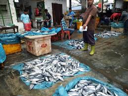 Aldi novel adilang hanyut ketika perangkap ikan terapung atau rompong yang ditumpanginya terlepas dari tambatannya akibat angin kencang. Dampak Bangkai Babi Di Sungai Bedagai Omset Pedagang Ikan Menurun Mimbarsumut Com