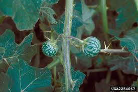 Image result for Solanum viarum