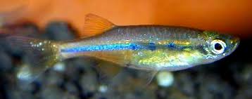 Image result for Ochthocharis dicellandroides