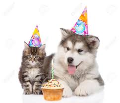 Image result for dog in a birthday hat