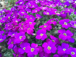 Image result for Arabis