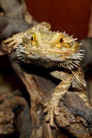 They also have their own character, which. Are Bearded Dragons Good Pets Do Bearded Dragons Make Good The First Thing Many People Ask When Bearded Dragon Funny Bearded Dragon Diet Baby Bearded Dragon
