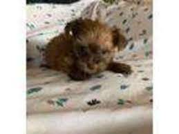 We did not find results for: Puppyfinder Com Havanese Puppies Puppies For Sale Near Me In Motley Minnesota Usa Page 1 Displays 10
