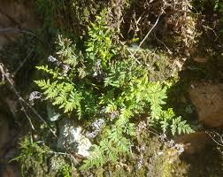 Image result for Cheilanthes