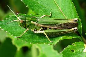 I've been seeing small green grasshopper type bugs hopping on my plants. Omocestus Viridulus Common Green Grasshopper Arthropodafotos De