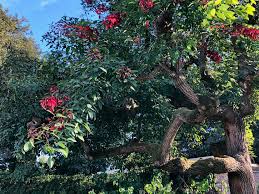 Image result for Erythrina crista-galli