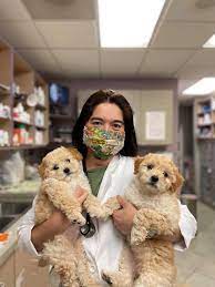 Maybe you would like to learn more about one of these? Veterinarian In Simi Valley Ca Yosemite Pet Hospital