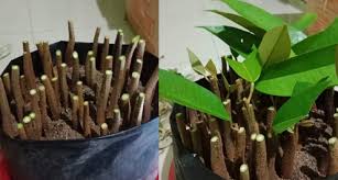 Cara solusi tepat mengatasi daun durian kuning, daun durian yang menguning bisa mengakibatkan pertumbuhan durian menjadi. Langkah Demi Langkah Sukses Lakukan Sambung Pucuk Durian Tanpa Ikat