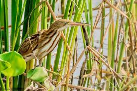 17 booker rise bittern vic 391803 5902 6900. Trooper On Twitter Difficult To Sight Given Their Skulking Lifestyle In Reed Beds Feeds On Insects Fish Amphibians Yellow Bittern Ixobrychus Sinensis Breeds In N Indian Subcontinent E To Russian Far