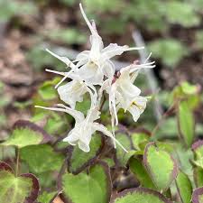 Image result for Vepris grandifolia