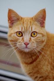 Pin On Katter