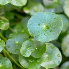 Image result for Hydrocotyle