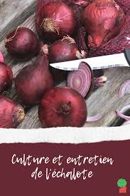 Epingle Sur Potager