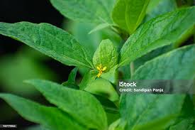 Image result for Synedrella nodiflora