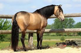 Buckskins are clothing, usually consisting of a jacket and leggings, made from buckskin, a soft sueded leather from the hide of deer. Pin On Horses Cream