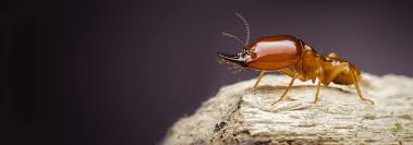Truly nolen is truly the best solution for pest and termite control for your home or business. Termite Identification A Guide To Termites In Northeast Florida