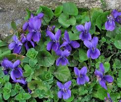 Veilchen Duftveilchen Viola Winterhart Mehrjahrig 5 Pflanzen Osterveilchen Lila Beautiful Flowers Amazing Flowers Purple Flowers