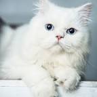 Cats For Sale Buy Persian Kittens For Sale Online Delhi ...