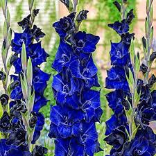 Gladiolus Volbeat K Van Bourgondien Wholesale Bulbs In 2020 Blue Flowers Garden Beautiful Flowers Flower Garden Plans