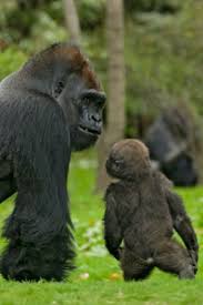 50 Interesting Facts About Gorillas Gorilla Western Lowland Gorilla Endangered Species