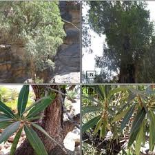 Image result for Psychotria lebrunii