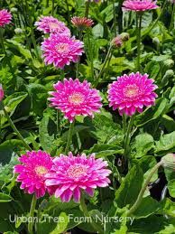 Image result for Gerbera