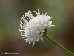 Image result for Cephalaria pungens