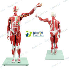 The human body has three different types of muscles. 27 Parts 85cm Plastic Human Muscle Model Half Life Size Muscular Figure For Medical And Art Teaching And Showing Buy Human Muscle Model Human Torso With Muscle Human Bady Parts Product On Alibaba Com