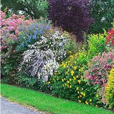 Ranunkelstrauch Pflegeleichter Blutenstrauch Garten Bepflanzen Pflanzen Garten Hecken