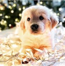 Goodnight My Royal Subjects Sorry I Didnt Post Today Really Cute Dogs Dogs Golden Retriever Golden Retriever
