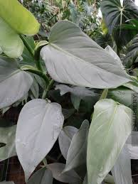 Handsome Philodendron Hastatum Silvery Blue Arvores Frutiferas Paisagismo Arvores