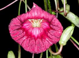 Image result for Kigelia africana