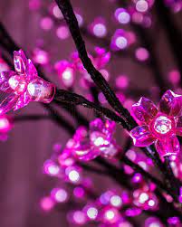 Pink Cherry Blossoms Cherry Blossom Tree Blossom Trees Led Tree