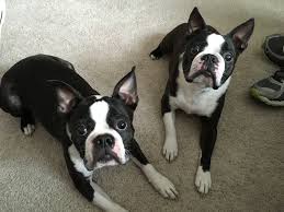 Contact los angeles boston terrier breeders near you using our free boston terrier breeder search tool below! Teaching A Couple Boston Terrier S To Calm Down And Behave Dog Gone Problems