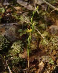 Image result for Psorospermum baumii