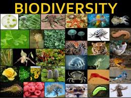 Bio Diversity In 2020 Keystone Species High School Biology Biodiversity