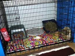 That is why it is essential to set up the rabbit cage in a perfect manner. Pin On Rabbit Cages