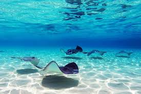 Image result for gambar ikan hitam putih solat jenazah pinterest. Hiu Dan Ikan Pari Di Ambang Kepunahan Apa Yang Bisa Dilakukan Halaman All Kompas Com